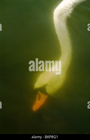 Schwan mit Kopf unter Wasser auf der Suche nach Nahrung. UK Stockfoto