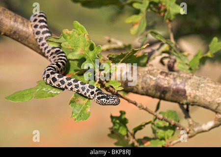 Foto einer juvenilen Fourlined Schlange in einer Eiche Stockfoto