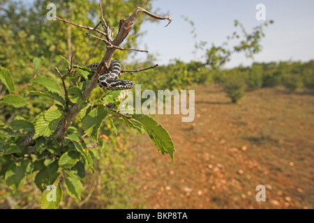 Foto einer juvenilen Fourlined Schlange im Baum in seiner Umgebung Stockfoto