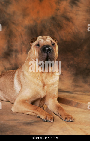 Shar-Pei Stockfoto