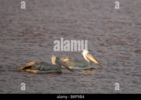 Rosa-backed Pelikane Pelecanus saniert Stockfoto