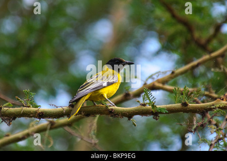 African Black-headed Oriole Oriolus larvatus Stockfoto