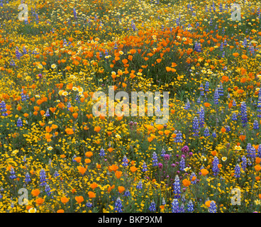 San Luis Obispo County, CA: Boden Detail der gemischten Wildblumenwiese Stockfoto