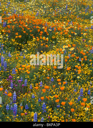 San Luis Obispo County, CA: Boden Detail der gemischten Wildblumenwiese Stockfoto