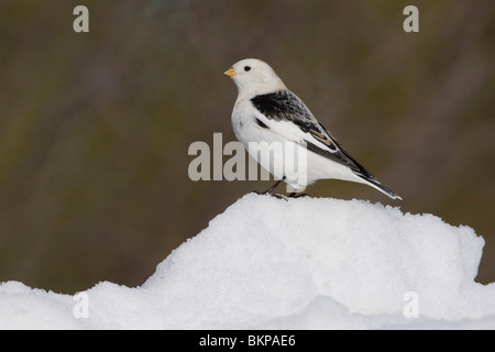 Op de Werk; Auf Schnee Stockfoto