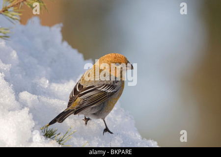 Vrouw in de Werk; Weibchen im Schnee Stockfoto