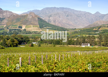 Weinberge im Franschhoek Tal, Provinz Westkap, Südafrika. Stockfoto