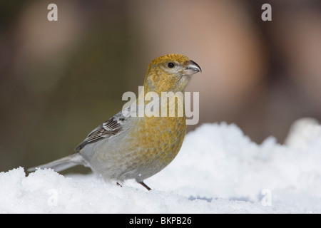 Vrouw in de Werk; Weibchen im Schnee Stockfoto