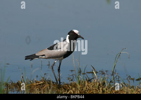 Schmied Kiebitz Vanellus Armatus stehen am Wasser Stockfoto