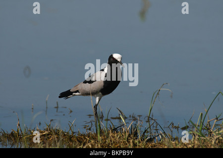 Schmied Kiebitz Vanellus Armatus stehen am Wasser Stockfoto