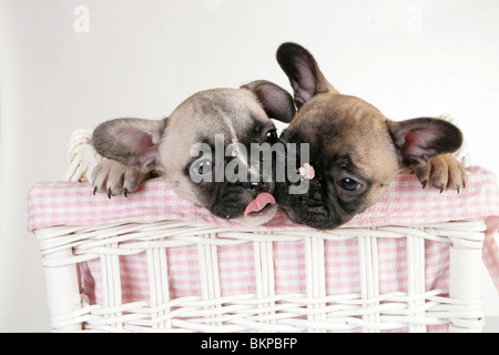 Französische Bulldogge Welpen Stockfoto