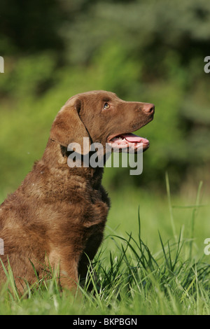 Chesapeake Bay Retriever Welpe Stockfoto