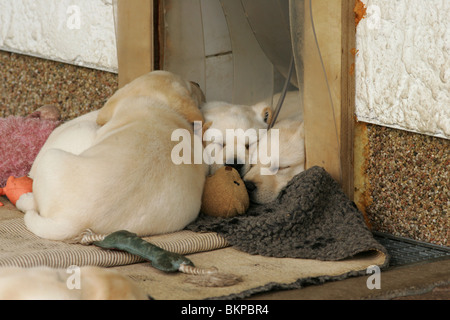 Labrador Retriever Welpen Stockfoto