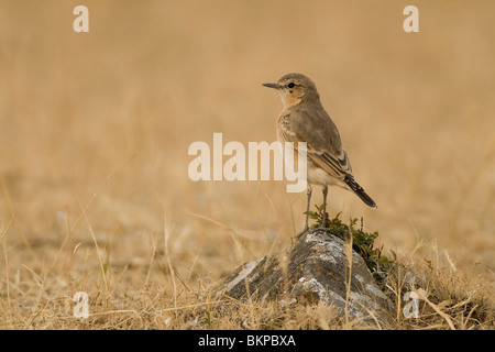 Juveniele Izabelapuit Uitkijkend Vanaf Een Steen; Juvenile isabellinische Steinschmätzer auf einem Stein sitzend Stockfoto