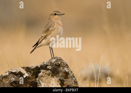 Juveniele Izabelapuit Uitkijkend Vanaf Een Steen; Juvenile isabellinische Steinschmätzer auf einem Stein sitzend Stockfoto