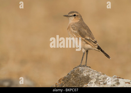 Juvenile isabellinische Steinschmätzer auf einem Stein sitzend Stockfoto