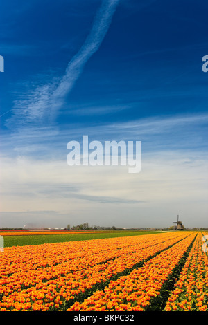 Blumen und Windmühlen aus Holland Stockfoto