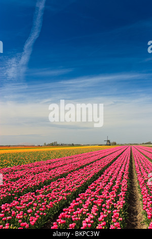 Blumen und Windmühlen aus Holland Stockfoto