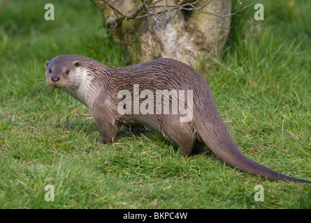 Europäische OTTER (Lutra Lutra), UK.  In Gefangenschaft Stockfoto