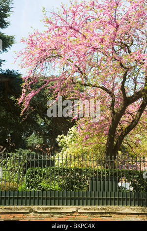 Pink Cherry Blossom Blumen in Allees Verdier Jardin du Grand Rond Toulouse Haute-Garonne Midi-Pyrenäen Frankreich Stockfoto