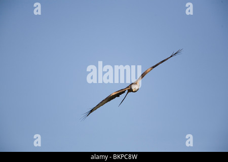 Rote Drachen Milvus Milvus banking auf Thermik an einem warmen dunstigen Tag in mid Wales Stockfoto