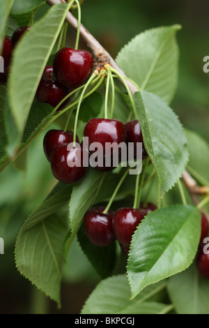 Bing Kirschen am Baum, Nahaufnahme Stockfoto