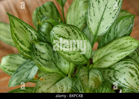 Aglaonema Maria Christina Evergreen Stockfoto