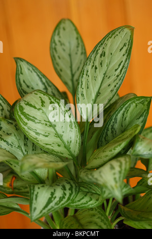 Aglaonema Maria Christina Evergreen Stockfoto