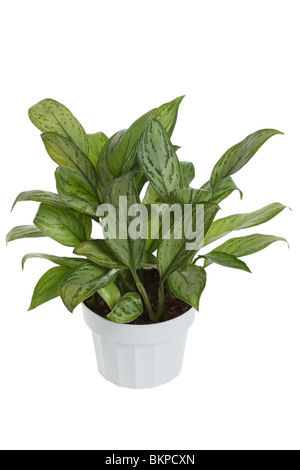 Aglaonema Maria Christina Evergreen Stockfoto