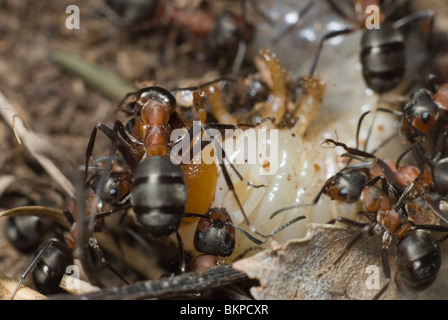 Ameisen töten den grub Stockfoto