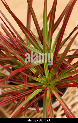 Dracaena Marginata Bush Stockfoto