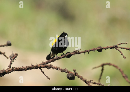 Gelbe Bischof Euplectes capensis Stockfoto