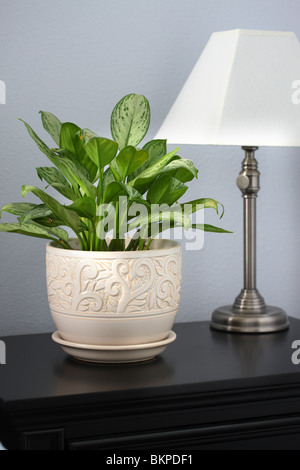 Aglaonema Maria Christina Evergreen Stockfoto