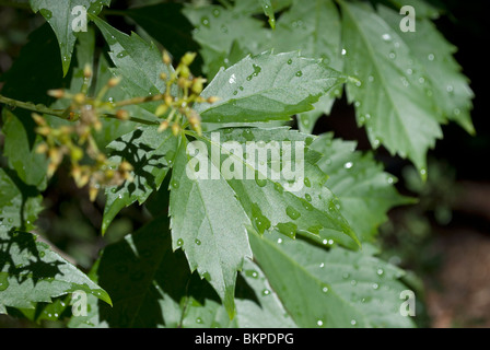 Die Blätter von einer Box Elder native nach New Mexico (Acer Negundo Interius) mit Wassertröpfchen aus den letzten Regenguss. Stockfoto