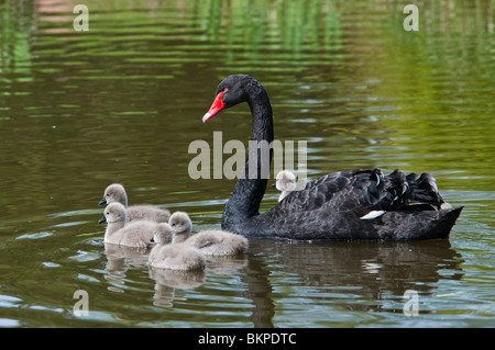 Black Swan mit Küken, Cygnus olor Stockfoto