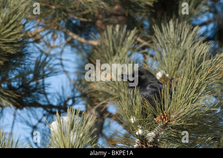 Een Ameerikaanse Kraai Zittend in Een Amerikaanse Ritt Den, A amerikanische Krähe sitzen in einem roten Kiefer. Stockfoto