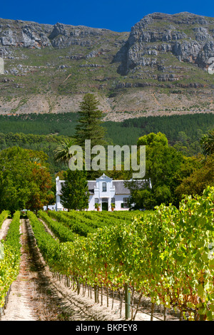 Blick auf das Herrenhaus und die Weinberge im Buitenverwagting Wine Estate in Constantia, Kapstadt, Südafrika. Stockfoto