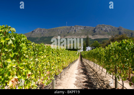 Blick auf das Herrenhaus und die Weinberge im Buitenverwagting Wine Estate in Constantia, Kapstadt, Südafrika. Stockfoto