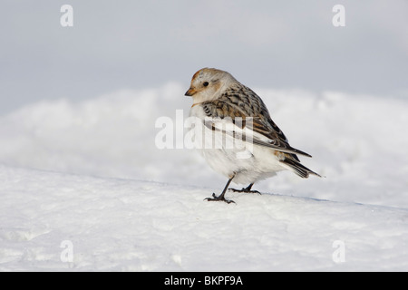 Weibchen im Schnee; Vouwtje in de Werk Stockfoto