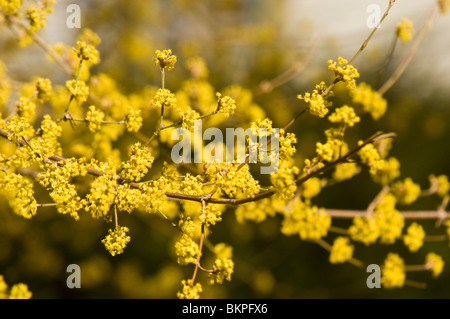 Cornelian Cherry, Hartriegel, Cornales, Cornus Mas, Europa, kaukasischen Bereich Stockfoto