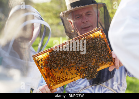 Imker, die Inspektion einer Bienenstock Frame, Dorset, England, UK Stockfoto