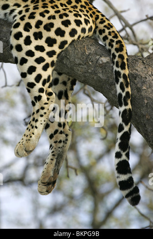 Afrikanischer Leopard, Südafrika Stockfoto