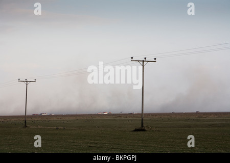 Betriebe, die geschlagen wurde durch Vulkanasche aus dem Vulkanausbruch im Eyjafjallajökull-Gletscher, Südisland. Stockfoto