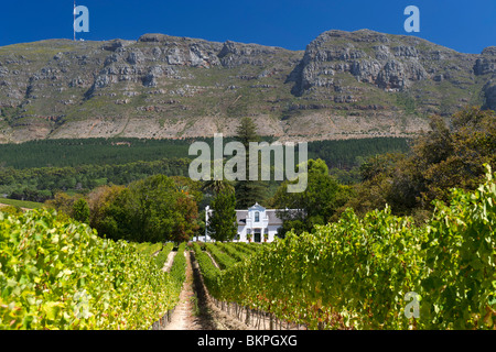 Blick auf das Herrenhaus und die Weinberge im Buitenverwagting Wine Estate in Constantia, Kapstadt, Südafrika. Stockfoto