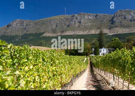 Blick auf das Herrenhaus und die Weinberge im Buitenverwagting Wine Estate in Constantia, Kapstadt, Südafrika. Stockfoto