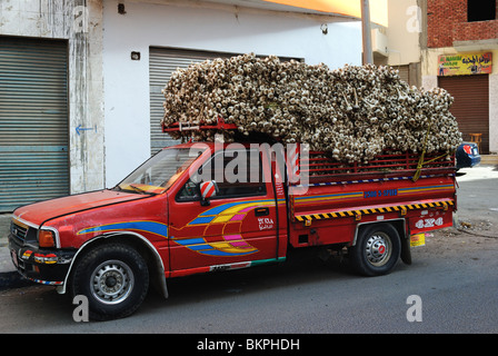 Pickup-Truck gefüllt mit Knoblauch in Hurghada, Ägypten Stockfoto