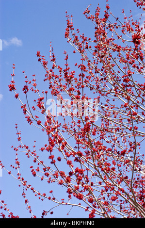 Rote Feder Knospen der rot-Ahorn, Acer Rubrum 'Franksred' Red Sunset Stockfoto