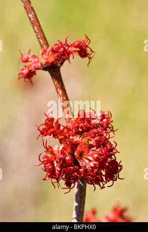 Rote Feder Knospen der rot-Ahorn, Acer Rubrum 'Franksred' Red Sunset Stockfoto