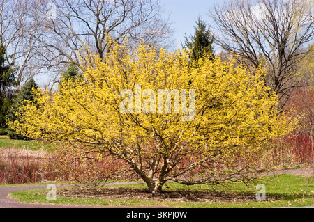 Japanische Blütenkirsche Kornelkirsche, Cornus Officinalis, Cornales, Japan, Korea, Asien, Dereń Japoński Stockfoto