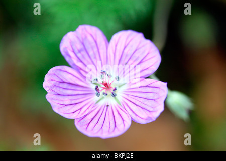 Zarte Lila Blume der Teppich die Geranie (Pelargonie incanum) in kirstenbosch National Botanical Gardens, Cape Town, Südafrika. Stockfoto